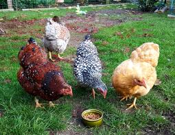 Pollos comiendo comida del suelo