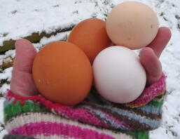 Huevos de invierno