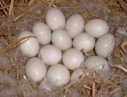Puso huevos en el nido