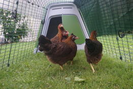 4 gallinas observando la actividad que se desarrolla fuera de su corral