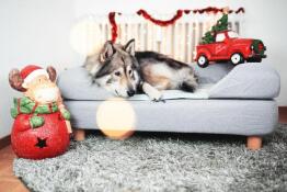 Perro tumbado en Omlet Topology cama para perros con cojín y pies redondos de madera