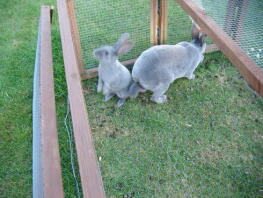 Dos conejos fuera en su corral