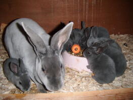 Conejo con crías de conejo