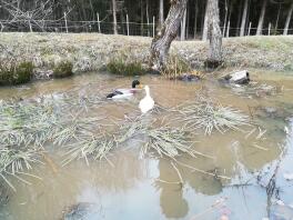 Patos corredores en el estanque