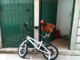 Una gallina de pie sobre una bicicleta