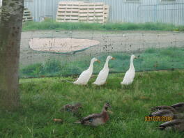 Muchos patos, incluidos tres patos corredores indios en un jardín detrás de una red