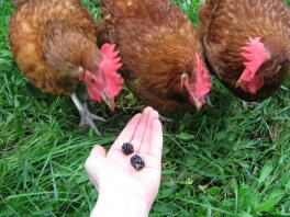 3 gallinas mirando las moras en la mano