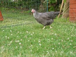 Pollo en el jardín con Omlet pollo valla