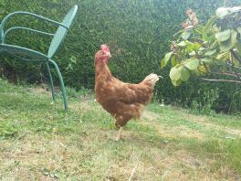 Una gallina ex-batería explorando nuestro jardín por primera vez.