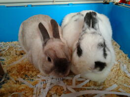 Conejos felices machos y hembras