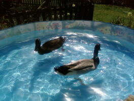Dos patos nadando en una piscina infantil.