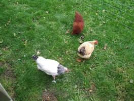 Nuestro pollo en el jardín.