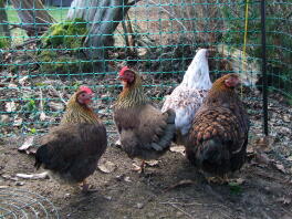 Cuatro pollos marrones y blancos estaban en un jardín