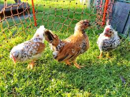 Tres pequeñas gallinas moteadas en un jardín