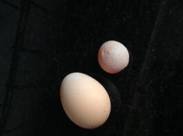 Estos huevos eran de la misma gallina el mismo día.