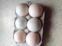 Huevos de pato