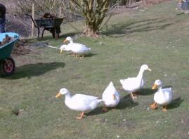 6 patos en el jardín