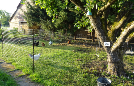 Omlet vallas para pollos en el jardín