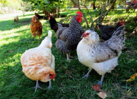Un grupo de gallinas en el césped de un jardín