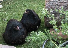 Pollos en el jardín