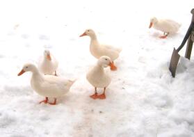 5 patos en el jardín con Snow