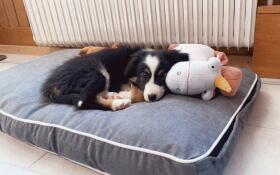 Perro acostado en Omlet Fido cama para perros