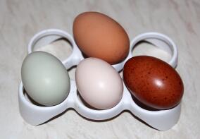 Huevos de gallina Ex batería (arriba), barra de piernas crema, faverolles de salmón y maranes de cobre negro