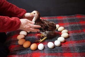Una pequeña gallina aracuna en una manta rodeada de huevos