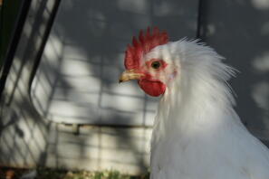 Nos encanta tener un gallo, ¡algunos son incluso más amables que nuestras gallinas!