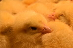 pollitos en una incubadora
