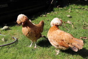Dos pollos anaranjados que caminan sobre la hierba