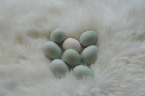 Huevos verdes de Araucana Rumpless
