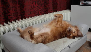 Perro tumbado boca abajo en su Omlet Topology cama para perros con cojín superior
