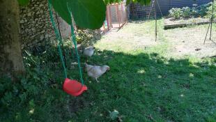 Dos gallinas pastando en un jardín con columpio