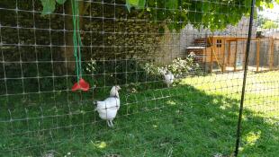 Una gallina blanca en un jardín detrás de una valla para gallinas