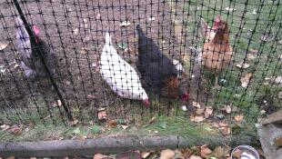 Omlet vallas para pollos y gallinas