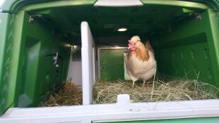 Una gallina dentro de un gran gallinero verde Cube 