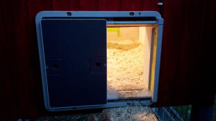 ¡un abridor de puertas automático Omlet con luz para guiar a las gallinas a casa!