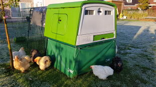 Omlet verde Eglu Cube gran gallinero y corral con gallinas en el jardín