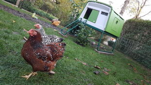 Omlet verde Eglu Cube gran gallinero con gallinas en el jardín