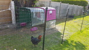 Púrpura Eglu Cube gran gallinero y correr en el jardín con pollo y Omlet valla de pollo