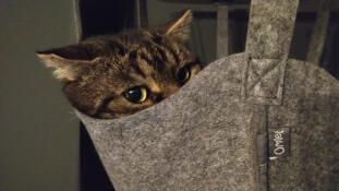 Un gato descansando en la cesta de su árbol para gatos de interior