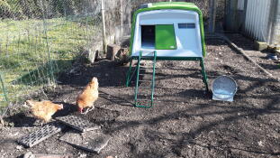 Dos gallinas naranjas en un jardín con un gran gallinero verde Cube 