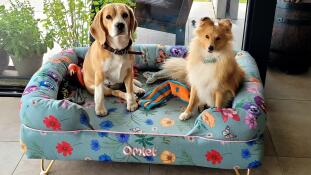 Beagle y perro pastor de shetland