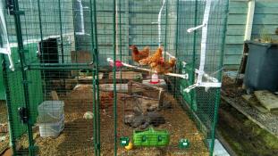Algunas de nuestras gallinas disfrutando de su nueva percha Omlet 