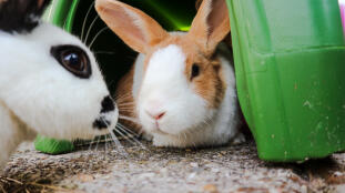 Dos conejos sentados en un refugio para conejos.