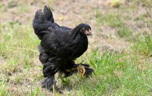 Una gallina brahma negra caminando por el jardín.