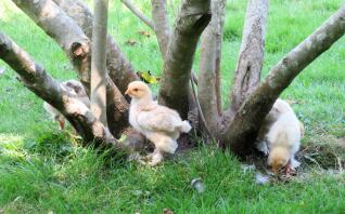 Pollos por árbol