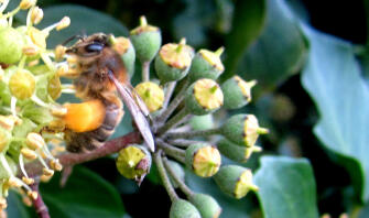 Cerca de abeja sobre hiedra recogiendo polen