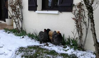 Pollos en Snow